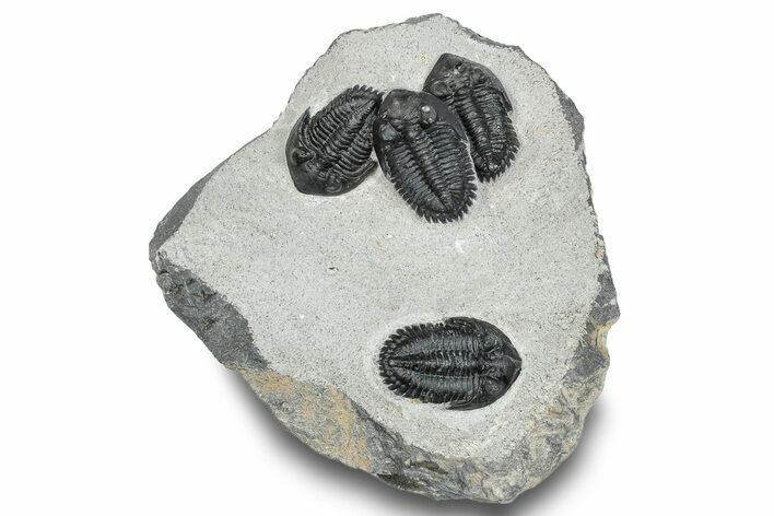 Cluster Of Four Kayserops Trilobites - Mrakib, Morocco #245301